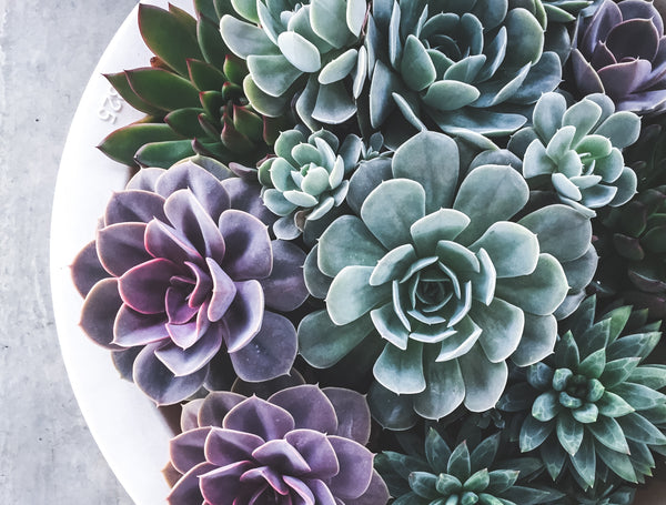 How To Revive Your Succulent