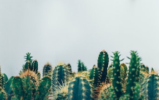 How Often to Water Cactus