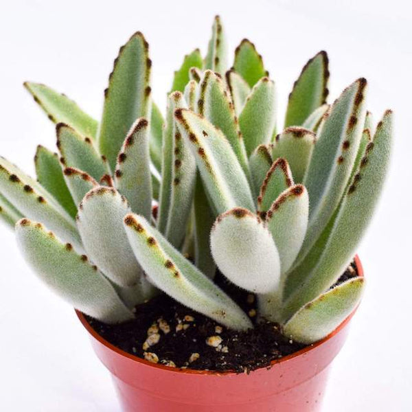 Propagating Panda Plant