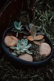 Can Succulents Grow Outdoors?
