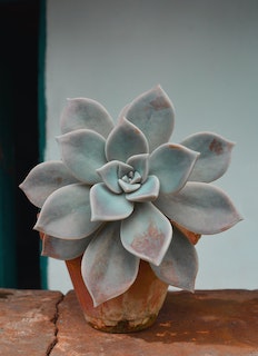 Keep Your Succulent from Dying With These Essential Elements