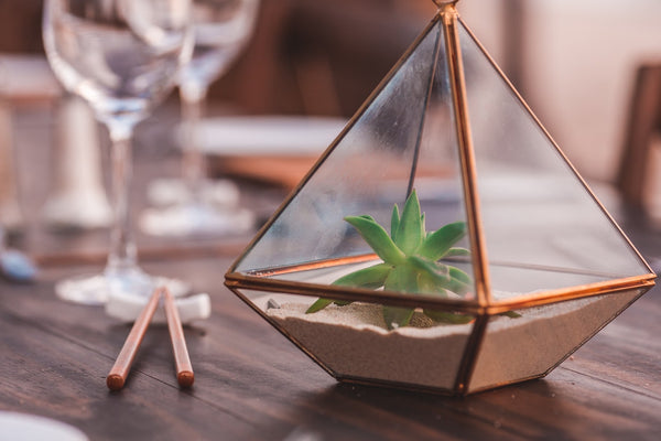 Can Succulents Grow In Sand?