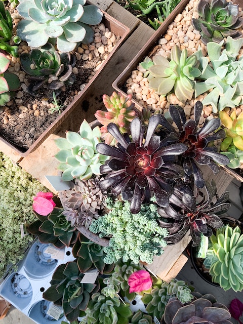 Succulents With Long Stems