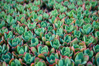 The Benefits of Succulents