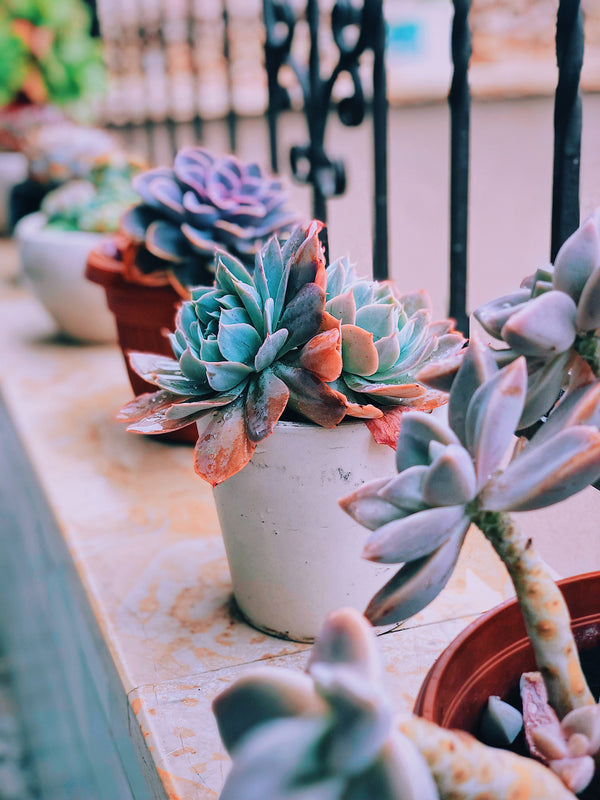 What Succulents Can Survive Winter
