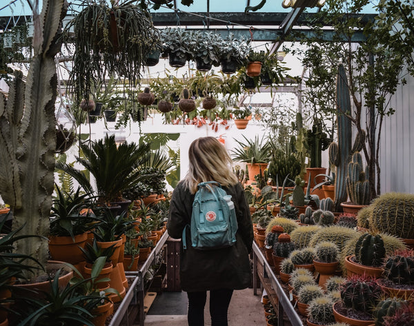 Where Do Succulents Come From?