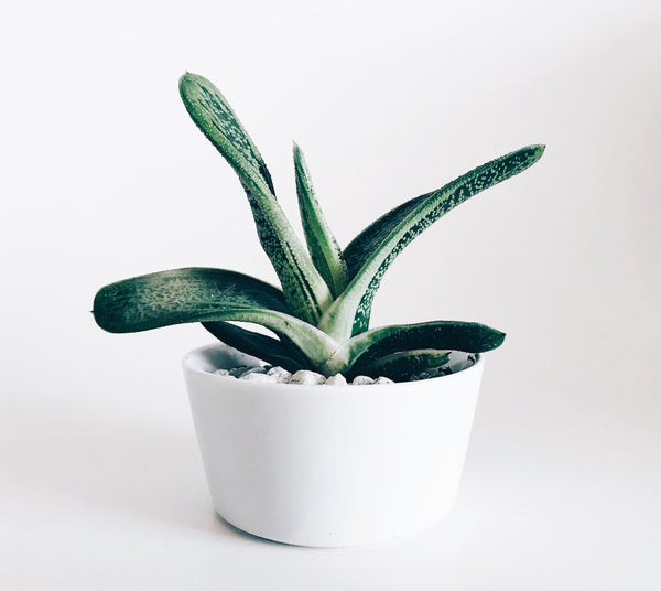 Are Succulents Easy To Grow?