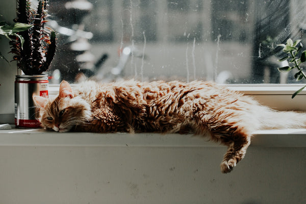 Are Succulents Poisonous to Cats?