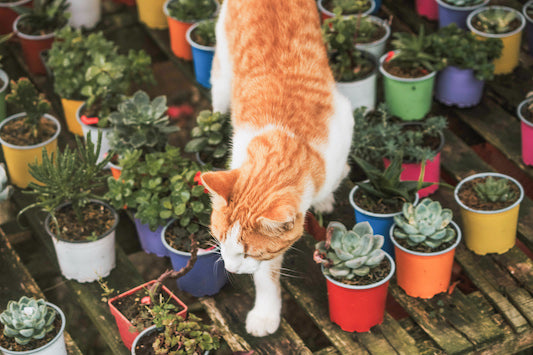 are succulents safe for cats and dogs