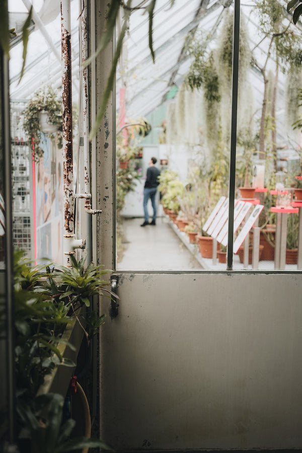 Best Outdoor Succulents