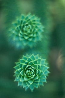 plant blog
