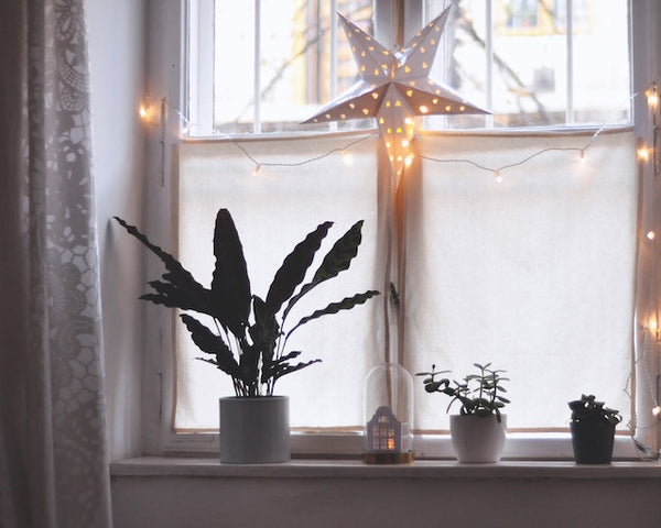 Propagating Succulents In Winter