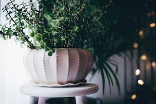 Succulents Without Light