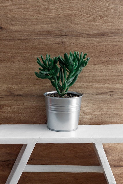 Propagating Crassula