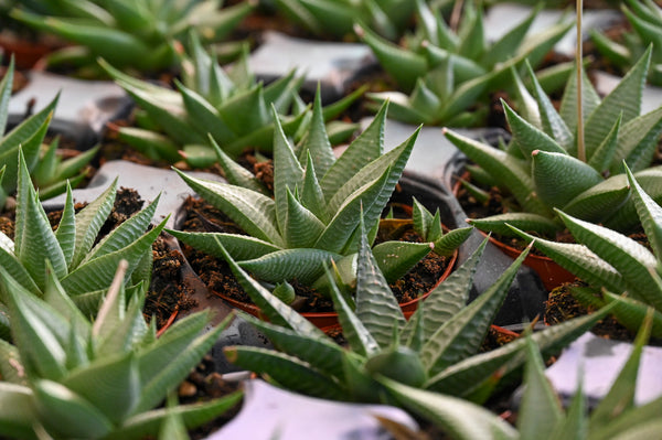 4 Eco-Friendly Tips from Succulents