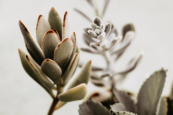 How to Care for Kalanchoe + Solutions for Kalanchoe Problems