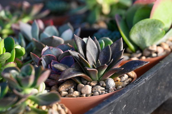 Party Idea: How to Throw a Succulent Party