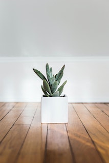 How to Find the Perfect Succulent for Your Home