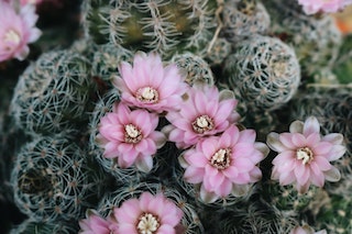 Succulents With Pink Flowers