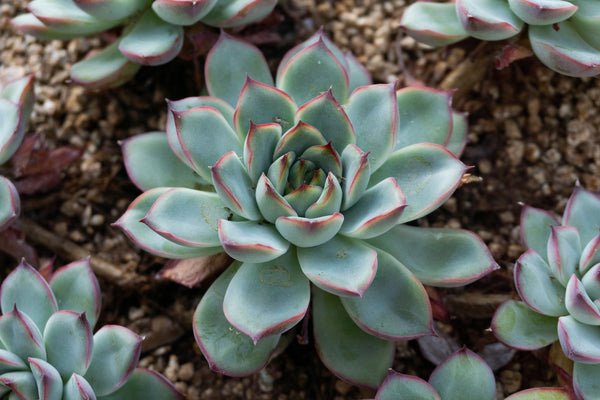 MOTHER’S DAY HISTORY & SUCCULENT GIFT IDEAS