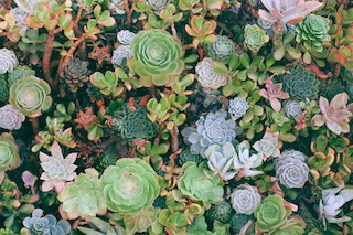 Can Succulents Grow in Shade?