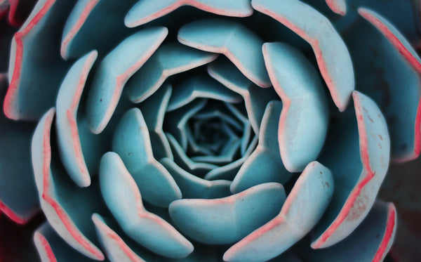 Repotting Succulents