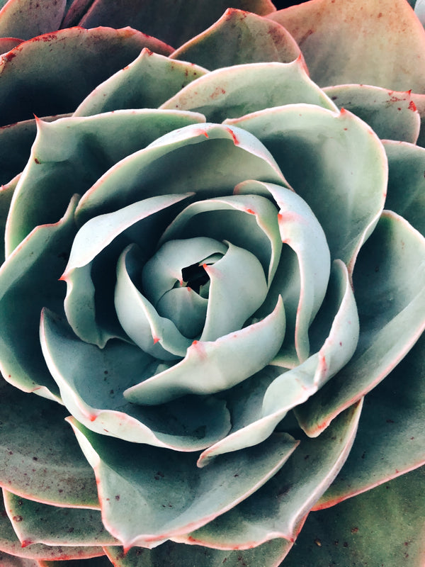8 Steps for Succulent Care as Summer Ends