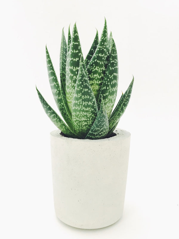 TIps & Tricks to Care for Indoor Succulents