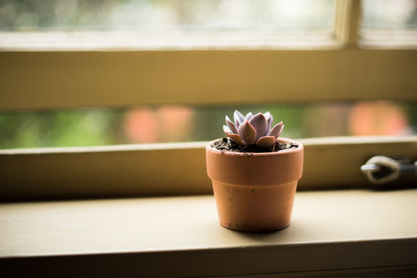 10 Ways to Kill Your Succulents!
