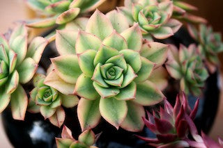 8 Common Succulent Growing Mistakes to Avoid for Beginners