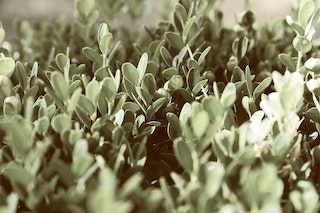 Succulent Leaves Falling Off