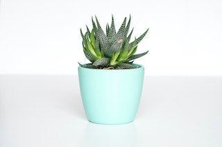 succulent blog