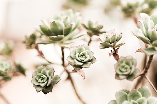 Best Way To Propagate Succulents