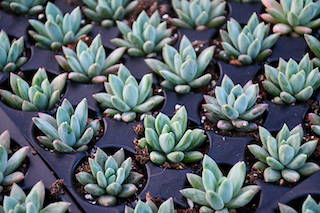 Are Succulents Good for the Home?