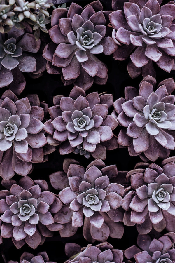 When Do Succulents Need Water?