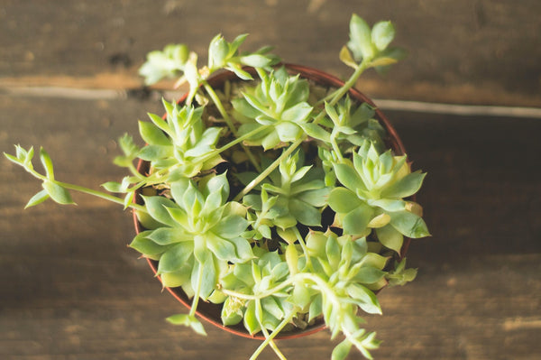When Do Succulents Flower?
