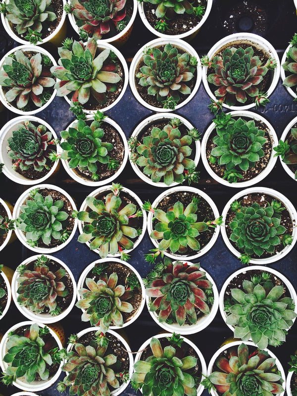 Why Are My Succulent Dying?