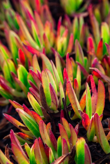 Why Do My Succulents Keep Dying?