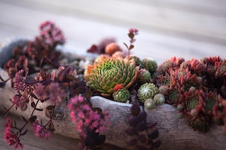 Why Do Succulents Turn Red?