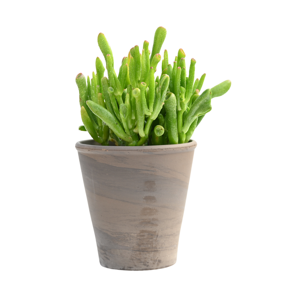 terra succulents Terra Suave 4-InchDefault Title