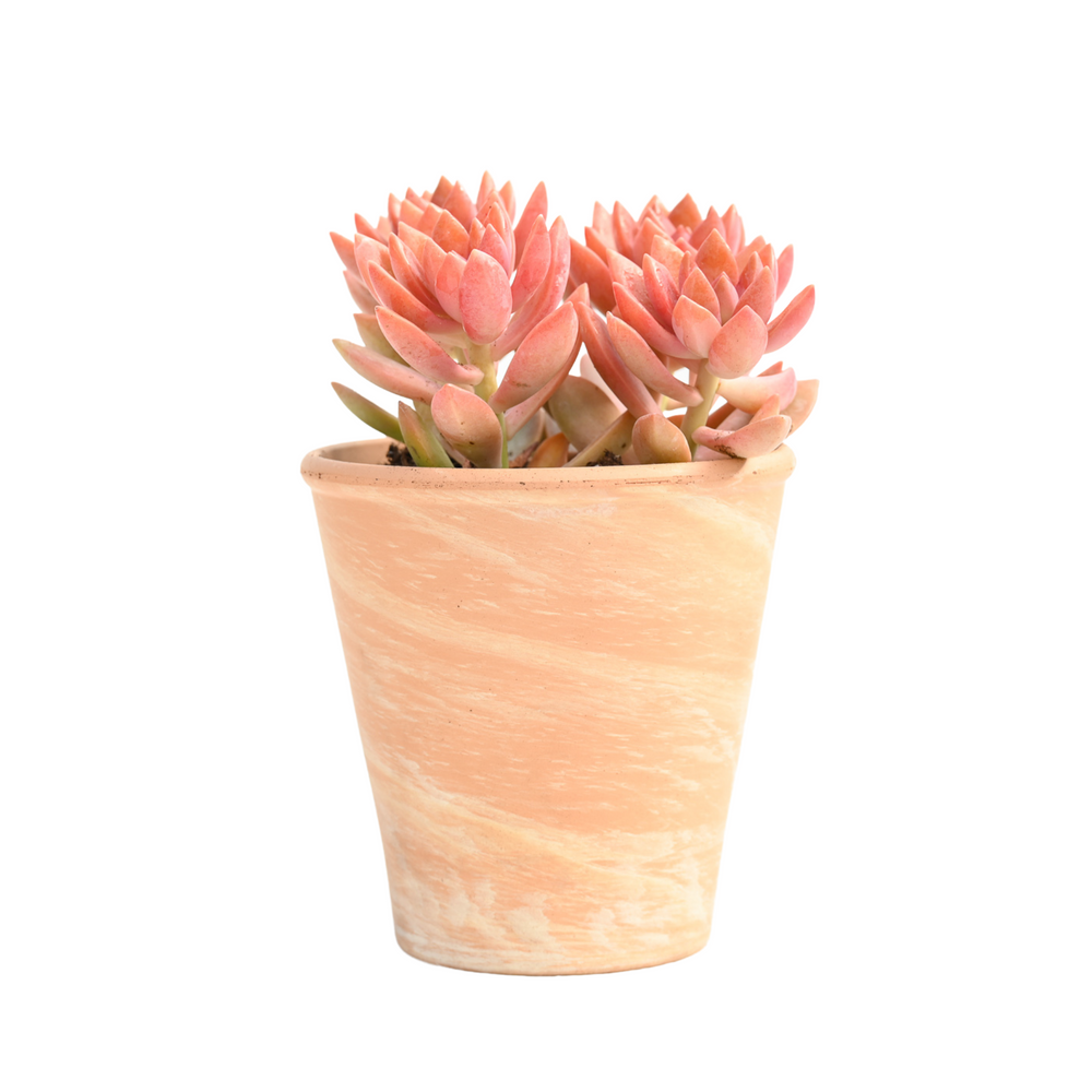 terra succulents Terra Swirl 4-InchDefault Title