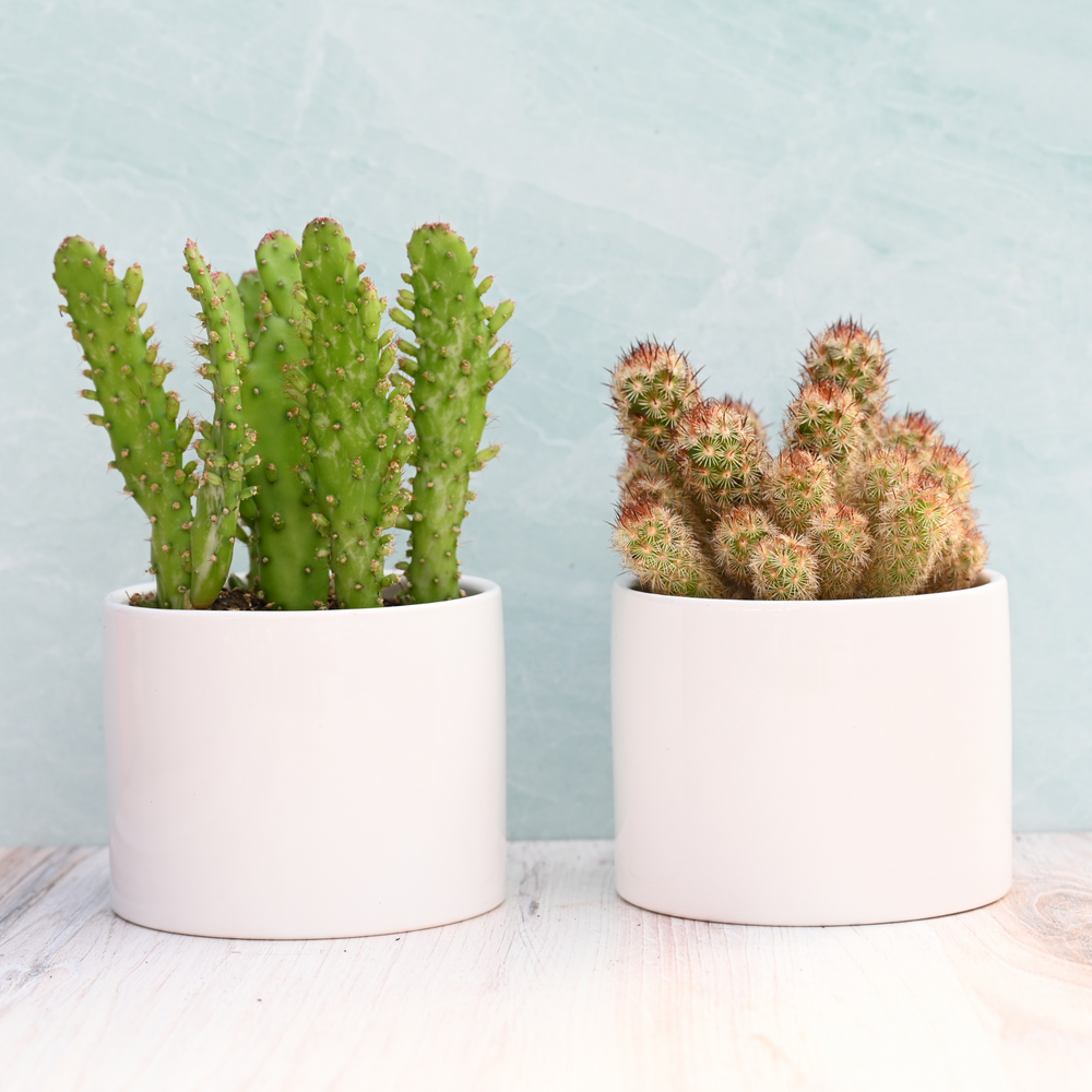 potted succulents for sale Potted Cactus for Sale| Cactus Delivery| Live Cactus Plants for Sale