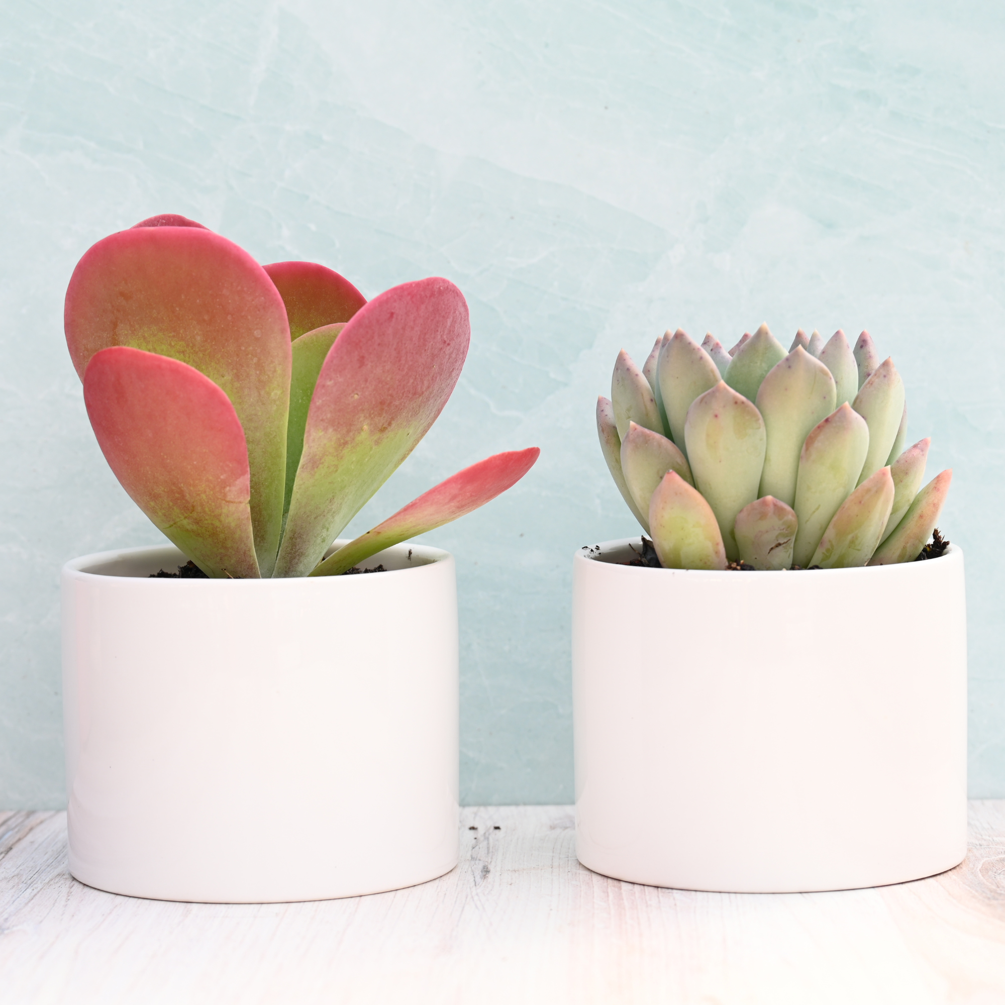 Potted Succulents for Sale| Live Potted Succulents| Succulent Market