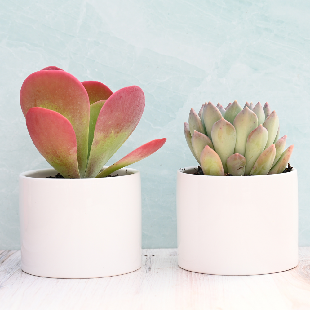 succulents in pots for sale Potted Succulents for Sale| Live Potted Succulents| Succulent Market