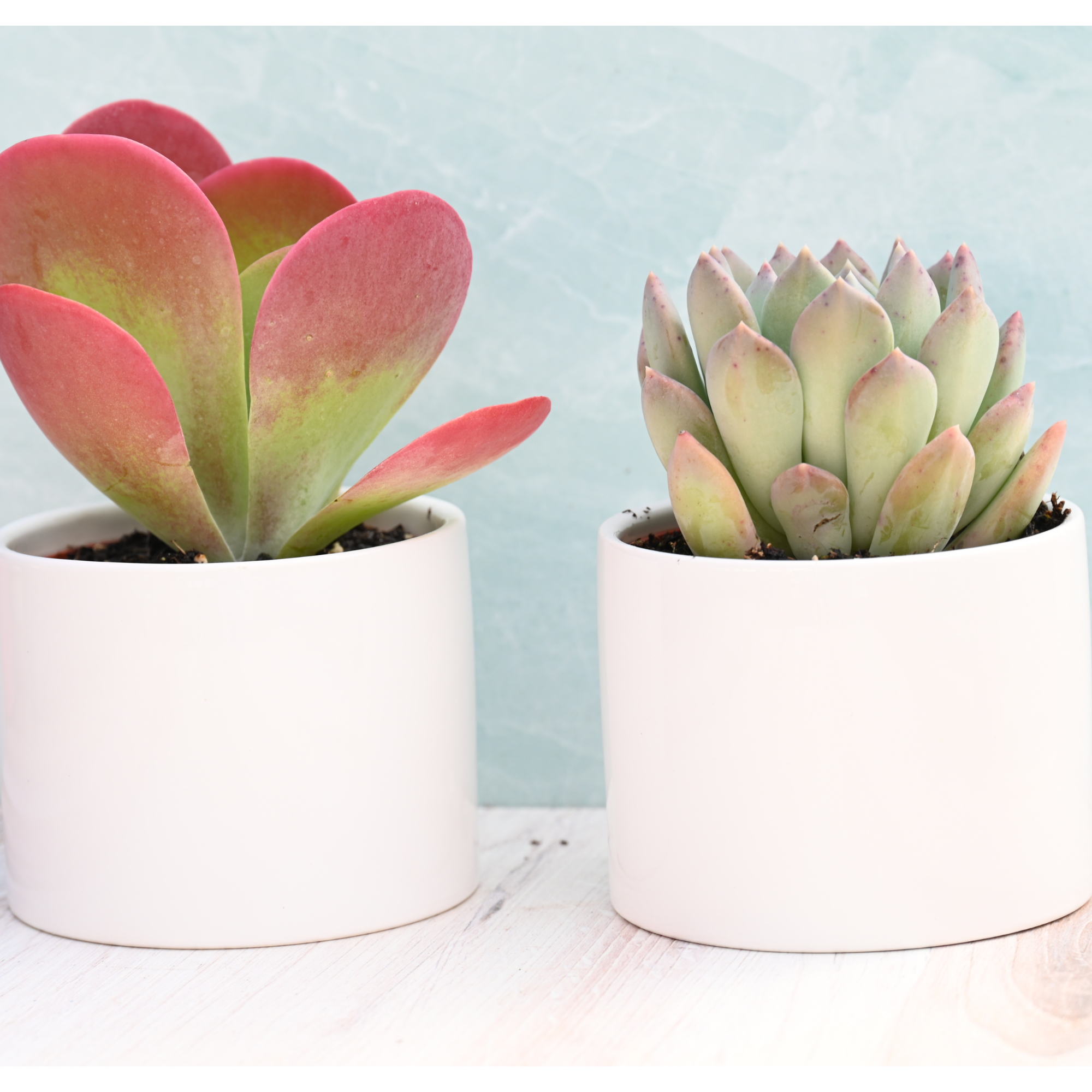 Potted Succulents for Sale| Live Potted Succulents| Succulent Market