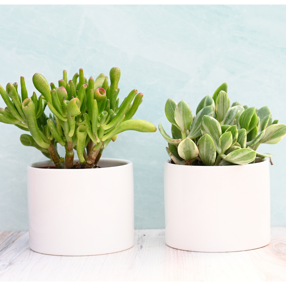succulents market Potted Succulents for Sale| Bulk Potted Succulents| Succulent Market