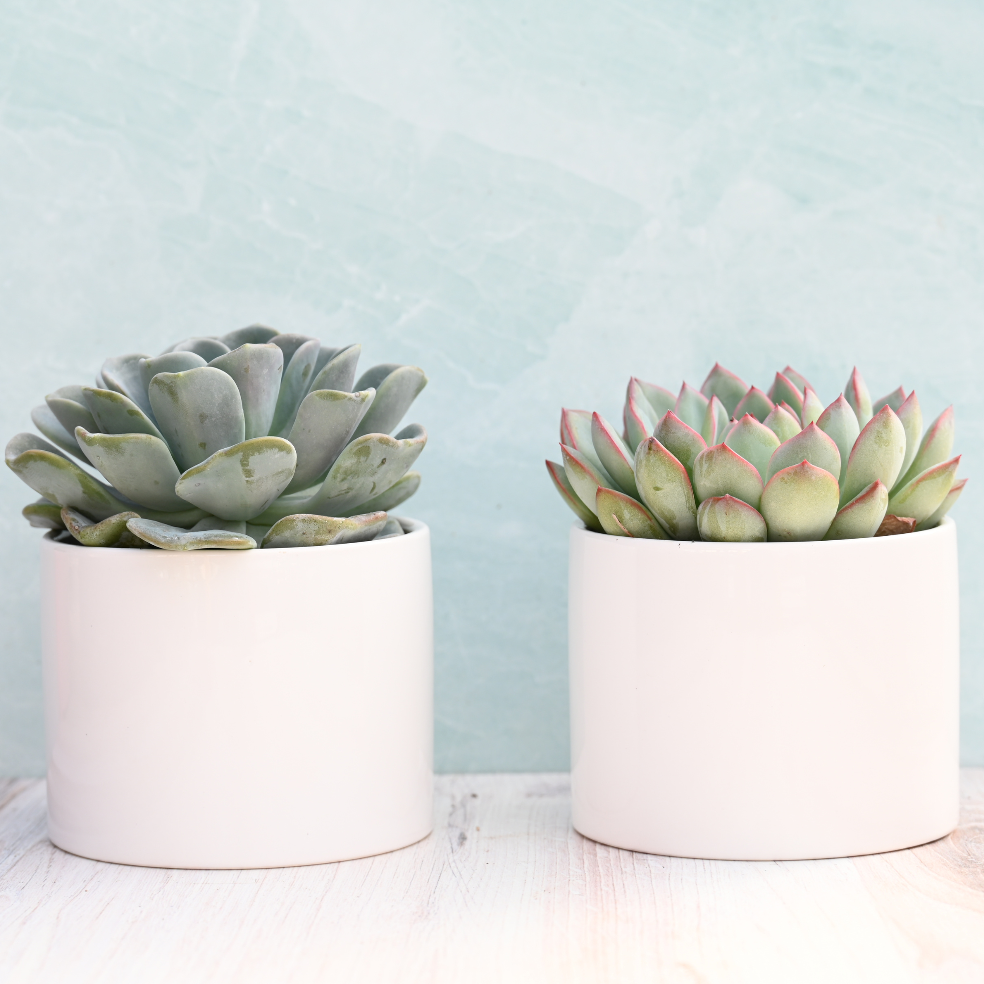 potted succulent SUCCULENTMARKET.COM Live Potted Succulents – Live Succulent Plants in Pots (Echeveria Collection)
