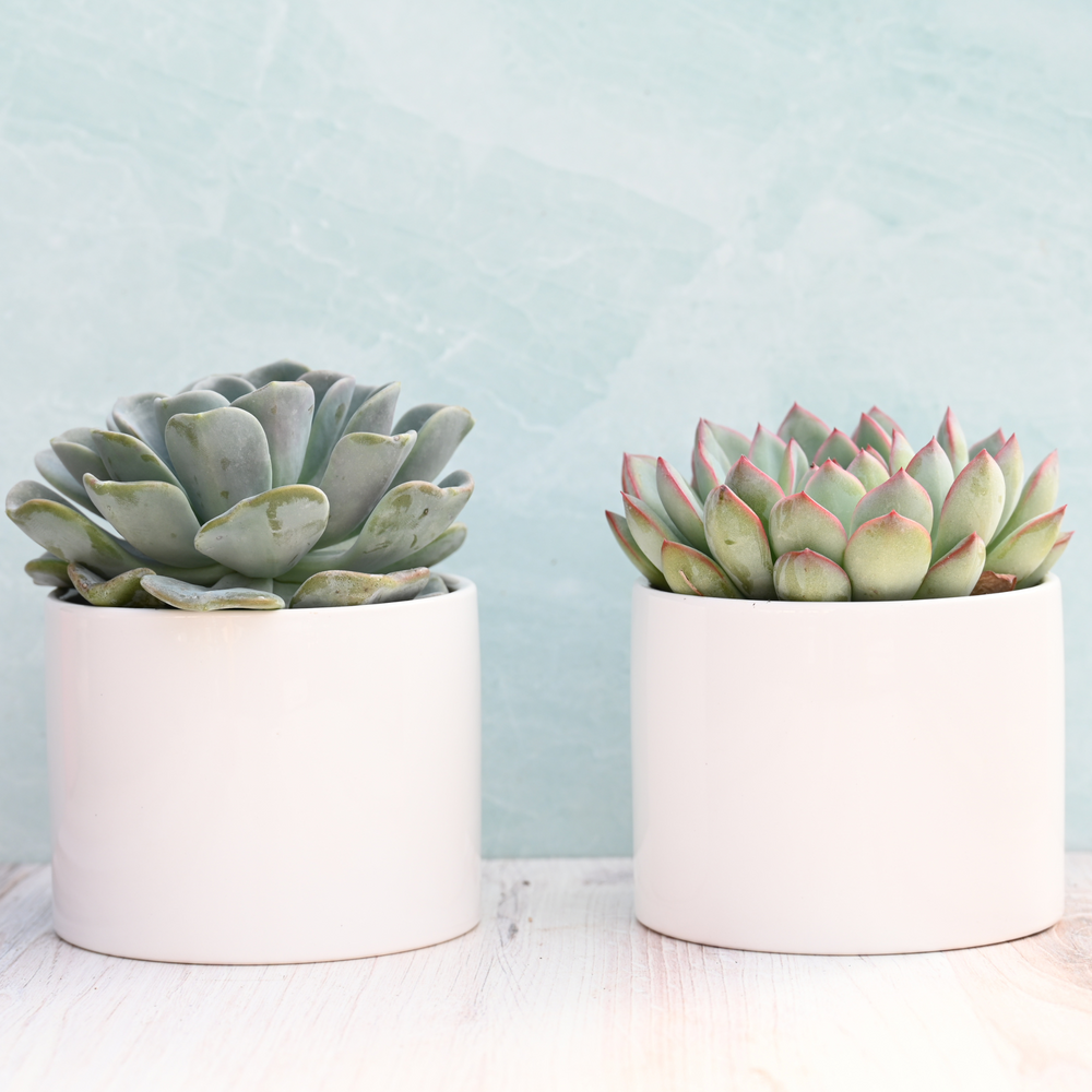 succulent plants for sale in bulk SUCCULENTMARKET.COM Live Potted Succulents – Live Succulent Plants in Pots (Echeveria Collection)