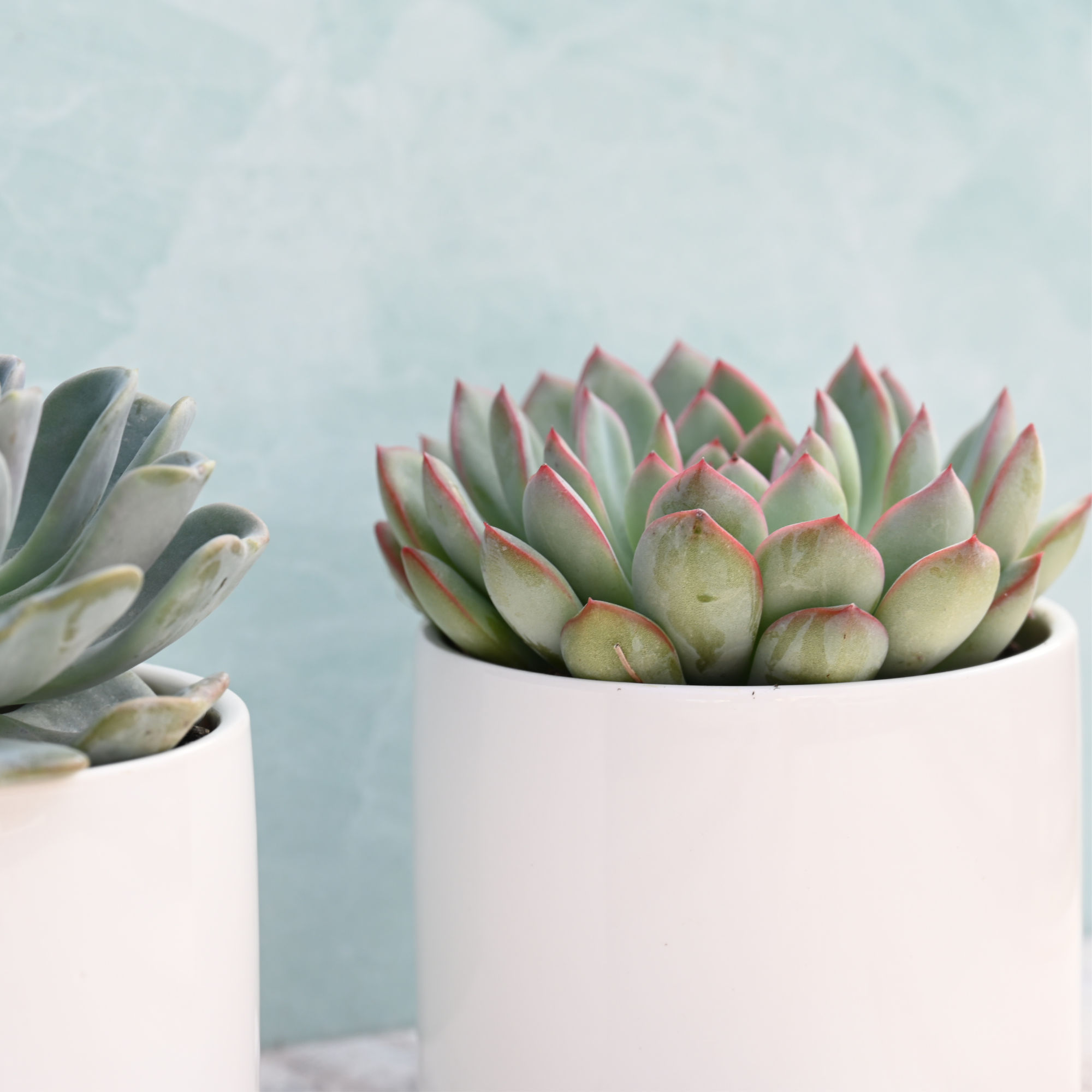 https://succulentmarket.com/cdn/shop/files/EcheveriaCollection3.png?v=1699656109