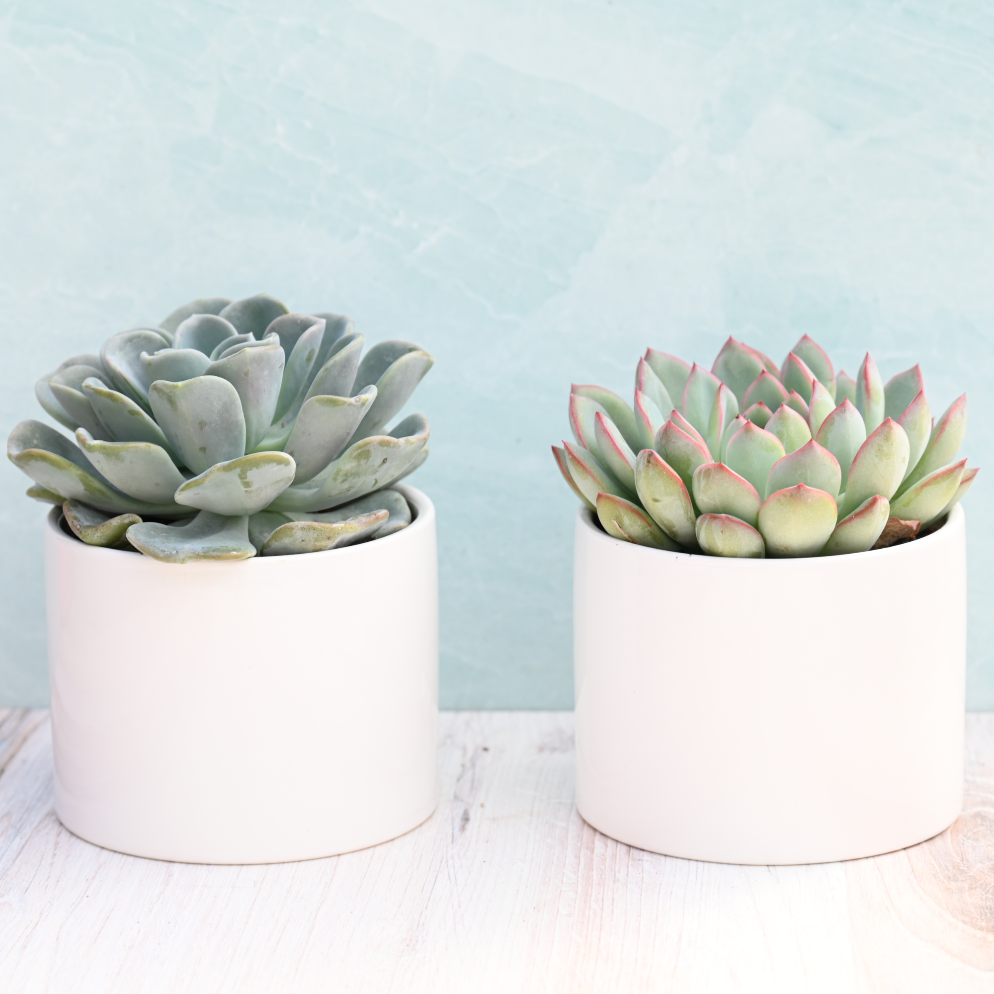 succulent pots online SUCCULENTMARKET.COM Live Potted Succulents – Live Succulent Plants in Pots (Echeveria Collection)
